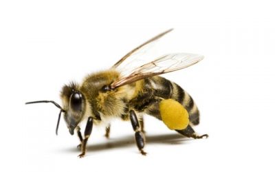 Leadership lessons from bees